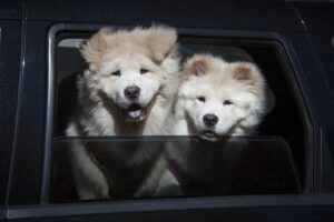 Zwei Chow-Chows schauen neugierig aus einem Autofenster heraus