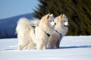 Zwei Samojeden stehen nebeneinander im Schnee, mit geschirrten Leinen, bereit für eine Aktivität im Freien