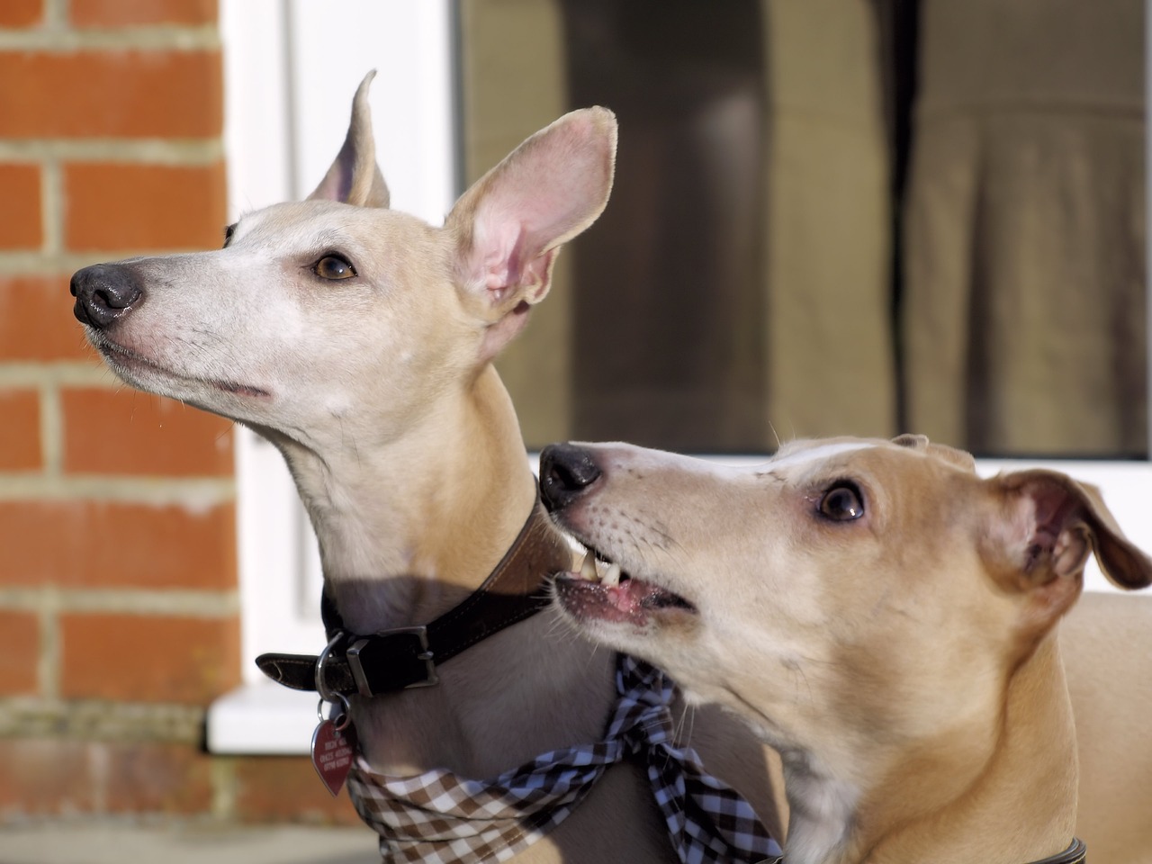Zwei Whippet-Hunde mit aufmerksamen Blicken, die nach oben schauen, beide tragen Halsbänder und warten auf Futter