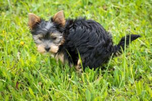 Welpe macht Pipi auf der Wiese