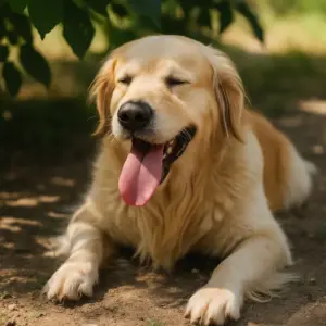 Ein hechelnder Hund liegt im Schatten unter Bäumen – als Schutz vor Sommerhitze und Überhitzung bei hohen Temperaturen.